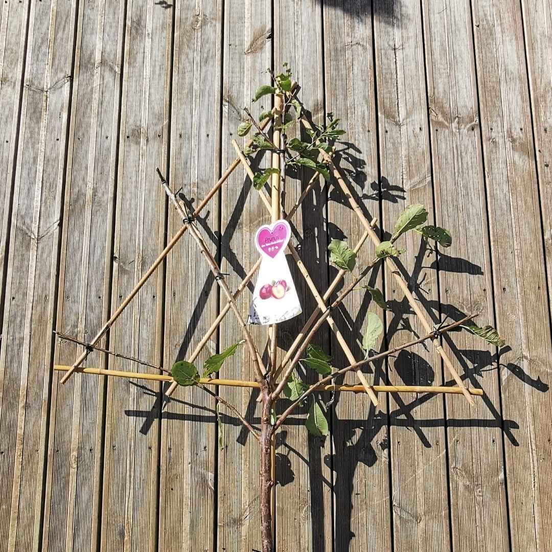 Ringlota špalierová althanova červená | záhradníctvo garden team Ringlota špalierová althanova červená