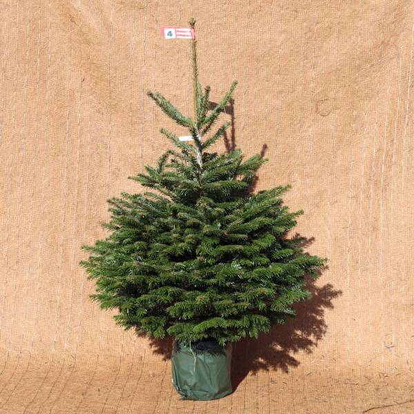 Jedľa normandská v kvetináči 100   125 cm premium