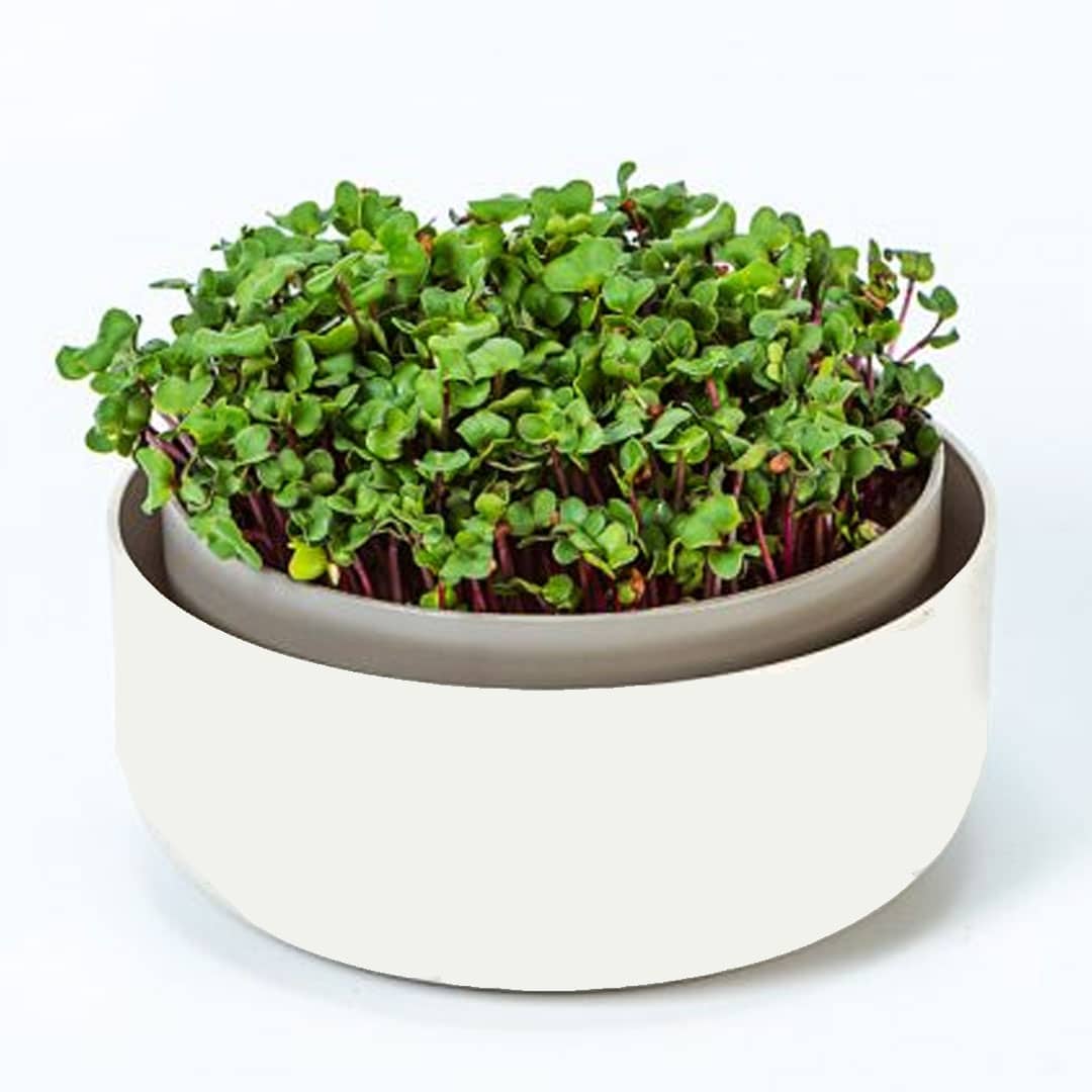 Klíčiaca miska microgreens | záhradníctvo garden team Klíčiaca miska microgreens