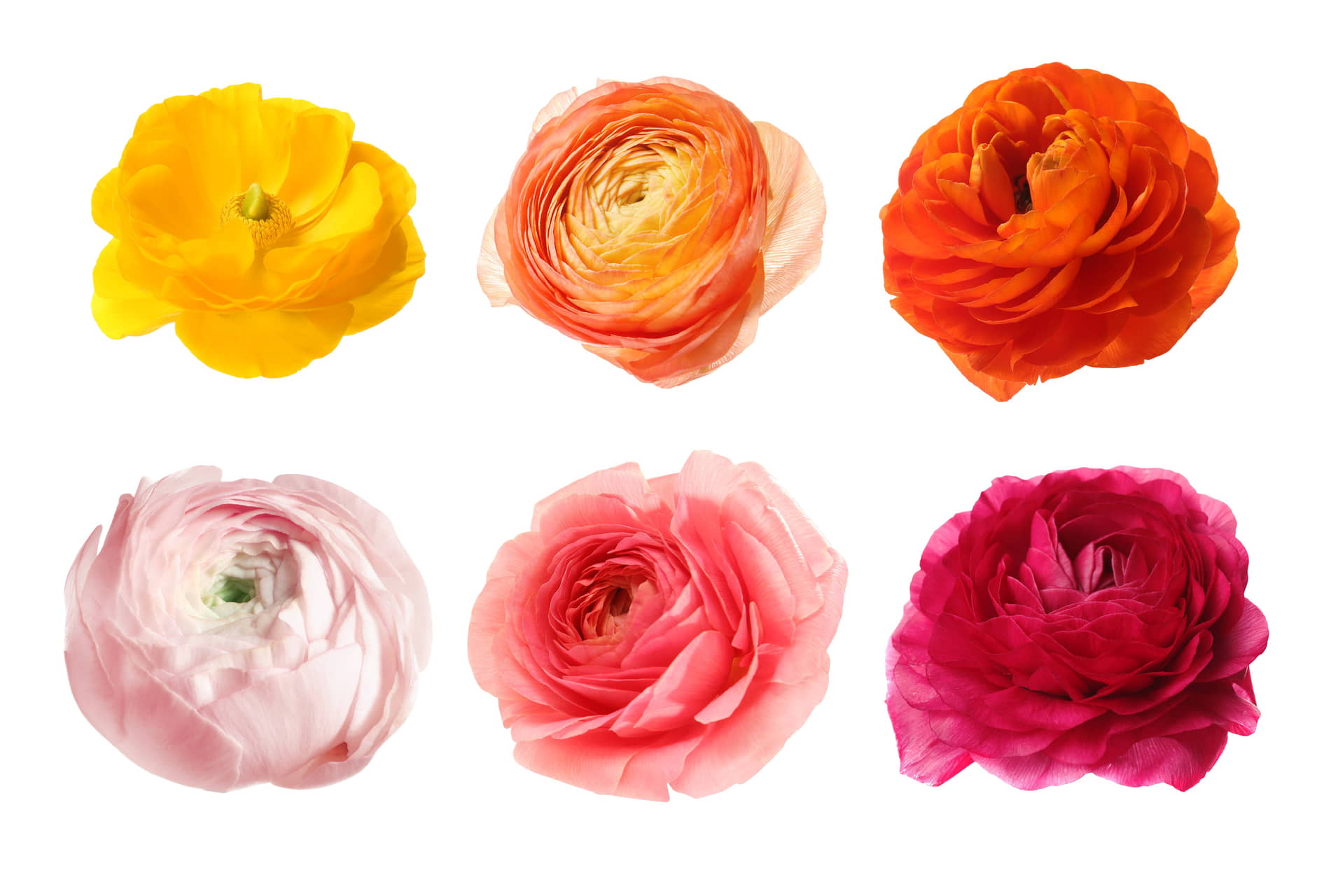 Ranunculus iskerník plnokvetý   jedinečný vzhľad a farebnosť
