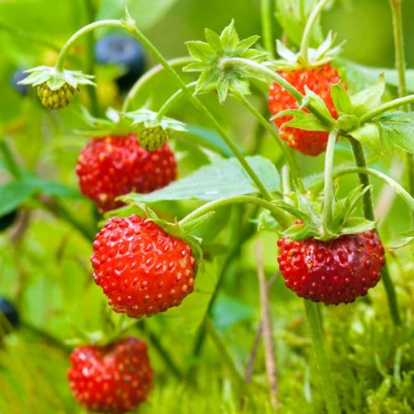 Lesná jahoda Fragaria