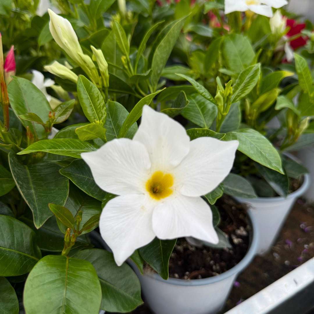 Mandevilla sundeville white kvet | záhradníctvo garden team Mandevilla sundeville white kvet