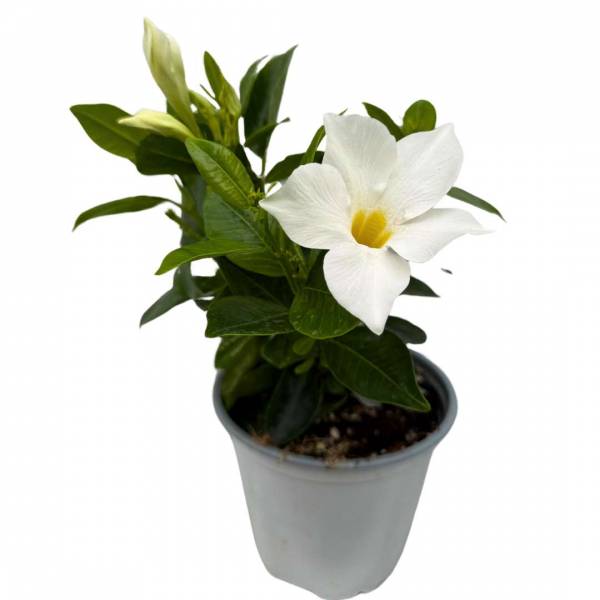 Mandevilla Sundeville White v kvetináči