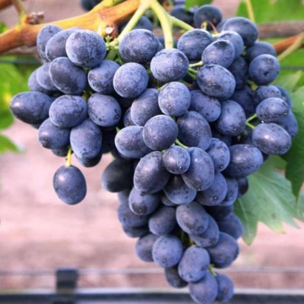 Modrý vinič stolový Nero