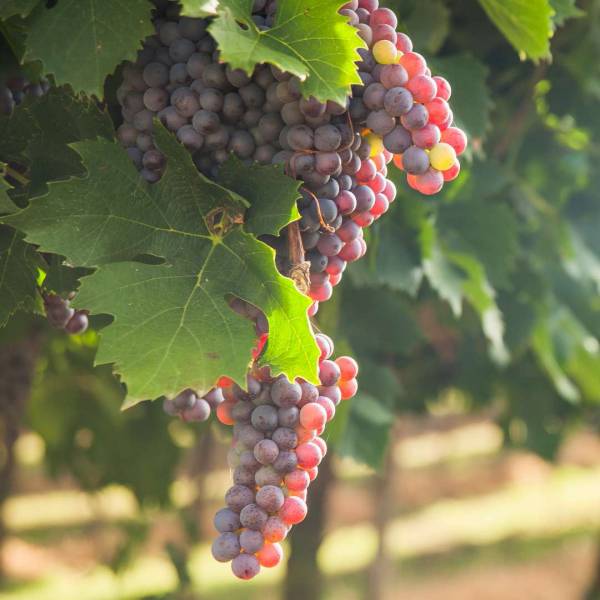 Modrý vinič Kišmiš Moldavský Vitis vinifera