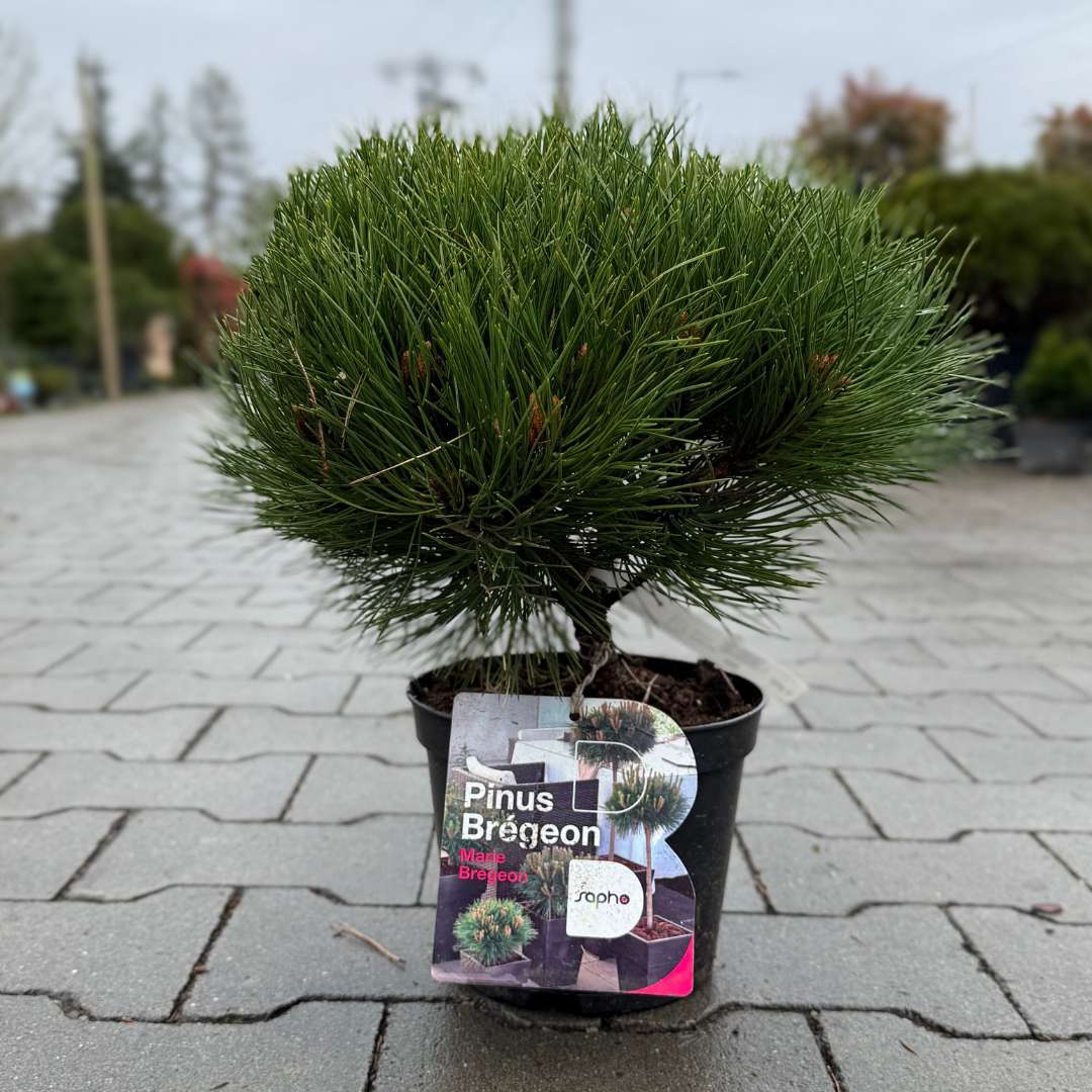 Borovica čierna marie bregeon | záhradníctvo garden team Borovica čierna marie bregeon