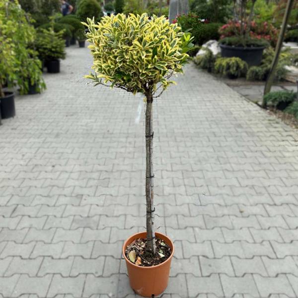 Bršlen na kmienku - Euonymus japonicus Bravo