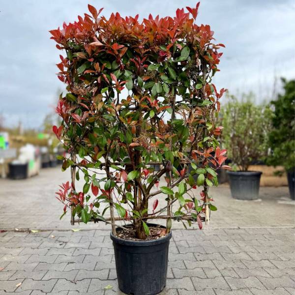 Červienka photinia fraseri red robin špalier