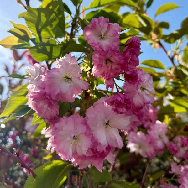 Okrasná čerešňa Pink Perfection