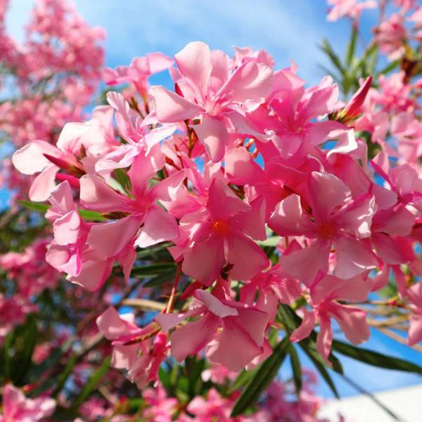 Oleander obyčajný na kmienku ružova