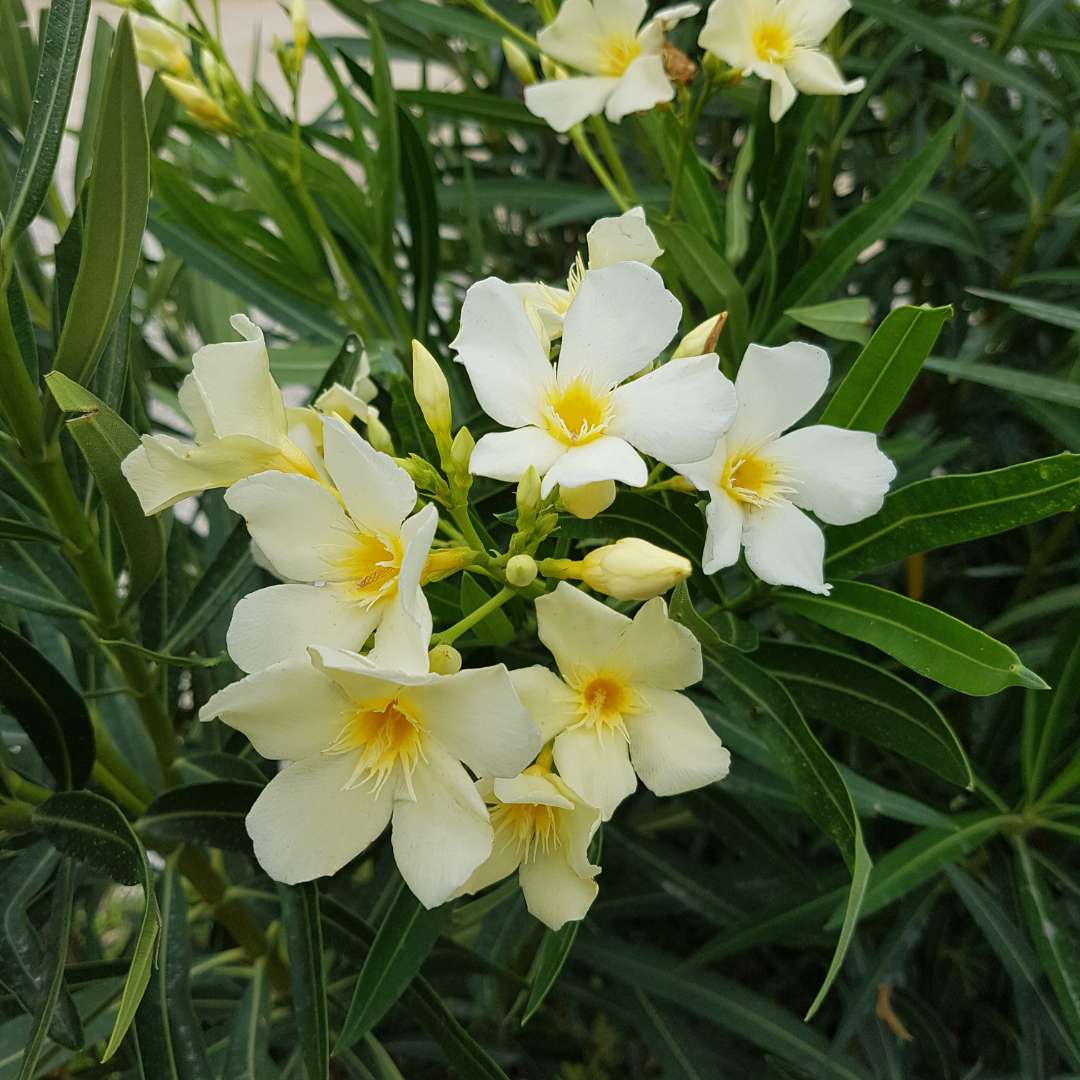 Oleander obyčajný žlty | záhradníctvo garden team Oleander obyčajný žlty