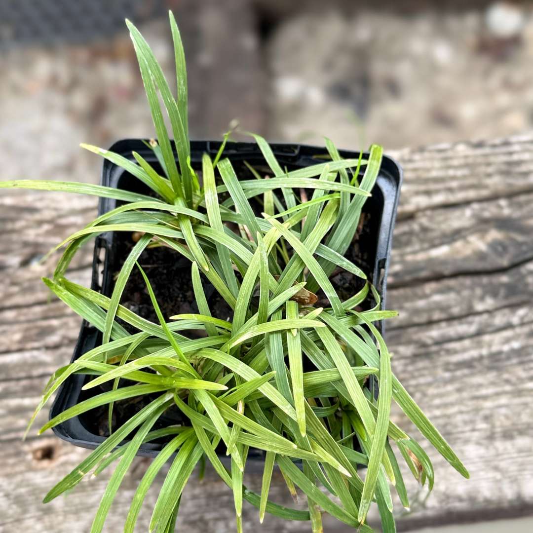Bradník ophiopogon japonicus minor okresná tráva | záhradníctvo garden team Bradník ophiopogon japonicus minor okresná tráva