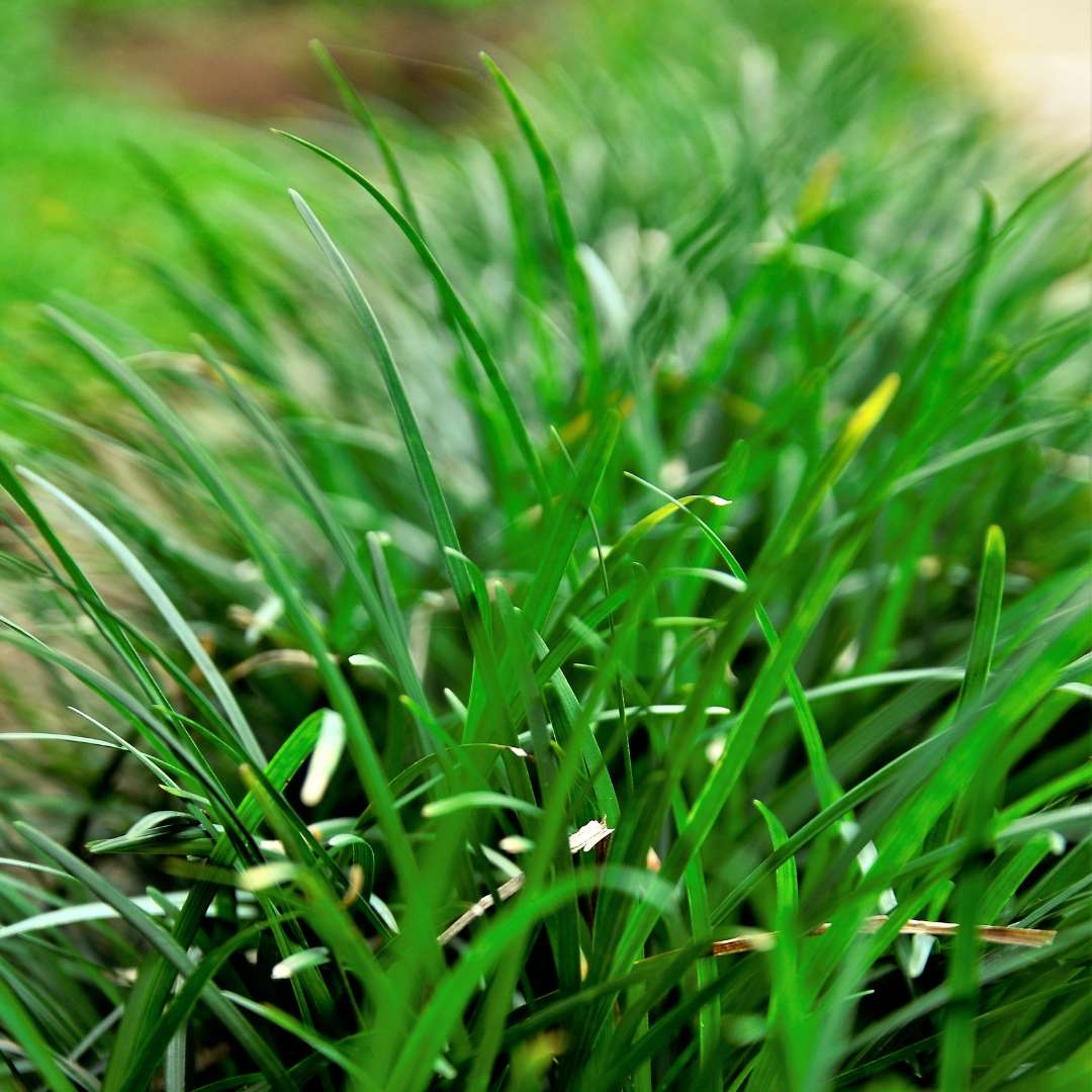 Bradník ophiopogon japonicus minor | záhradníctvo garden team Bradník ophiopogon japonicus minor