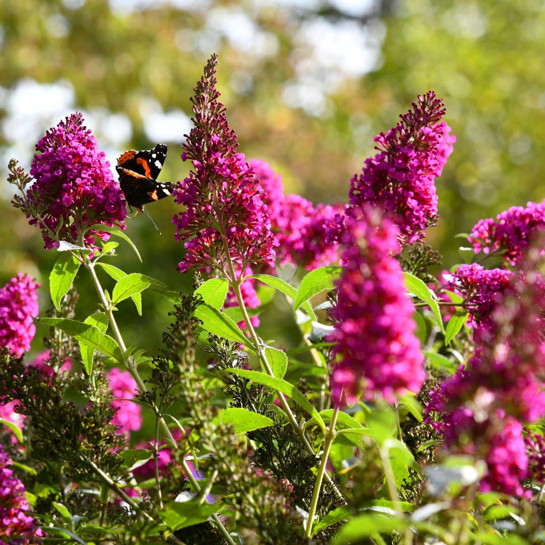 Budleja dávidova royal red | záhradníctvo garden team Budleja dávidova royal red