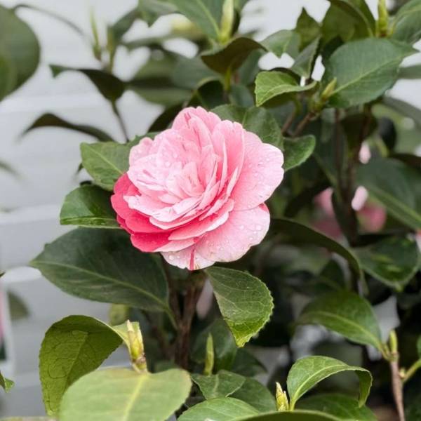 Kamélia japonská (Camellia japonica) General Coletti