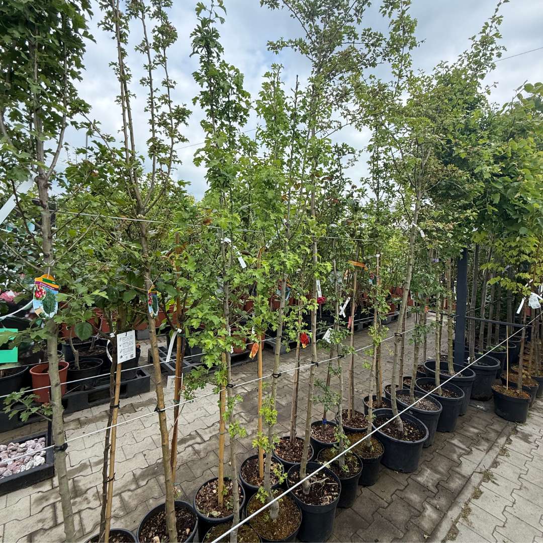 Hloh jednosemenný stricta v kvetináči | záhradníctvo garden team Hloh jednosemenný stricta v kvetináči