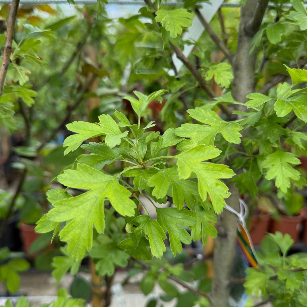 Hloh jednosemenný stricta listy | záhradníctvo garden team Hloh jednosemenný stricta listy