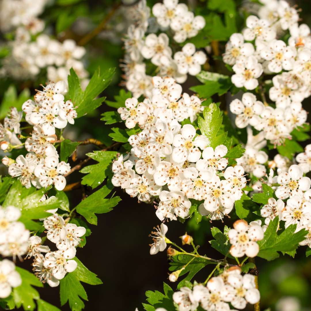 Hloh jednosemenný stricta kvet | záhradníctvo garden team Hloh jednosemenný stricta kvet