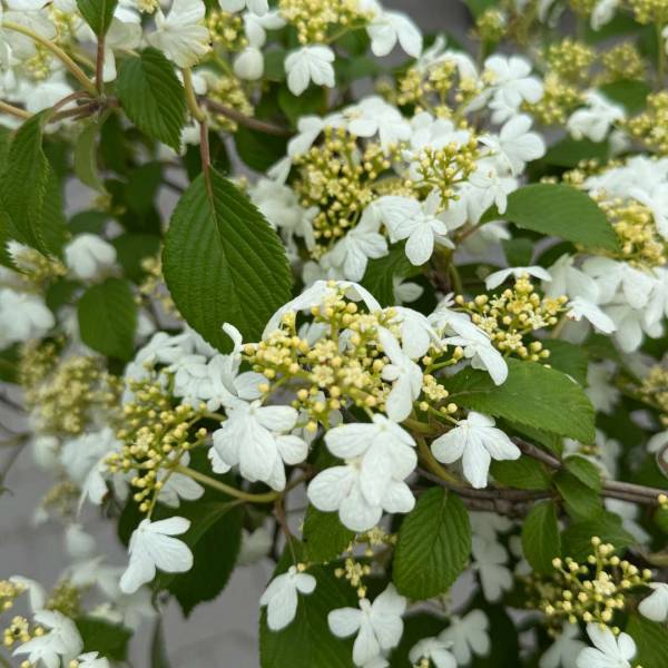 Kalina japonská Watanabe - Viburnum plicatum