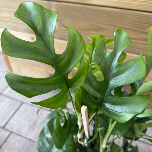 Monstera minima
