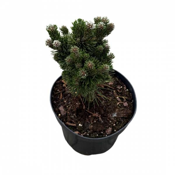 Borovica horská Pinus mugo Picobello