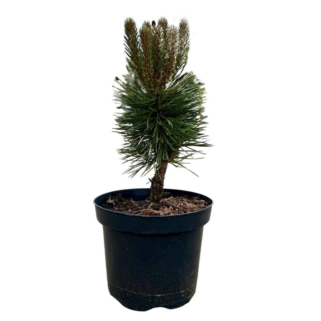Borovica čierna pinus nigra nana | záhradníctvo garden team Borovica čierna pinus nigra nana