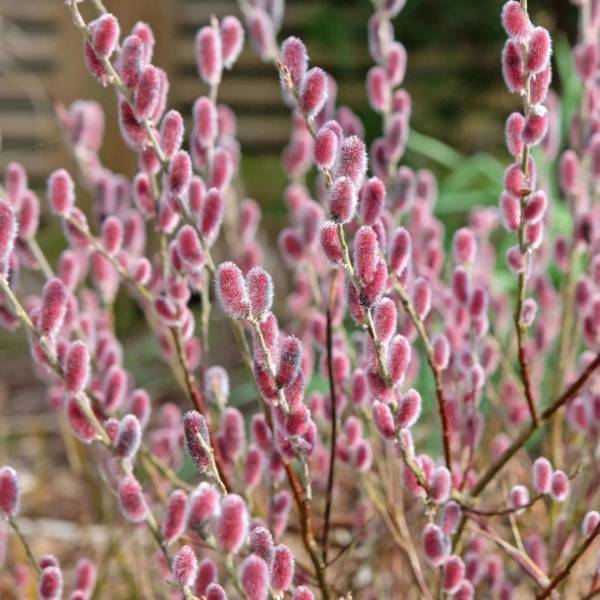 Vŕba Salix Gracilistyla Mount Aso