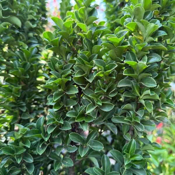 Bršlen japonský Benkomasaki - Euonymus japonicus