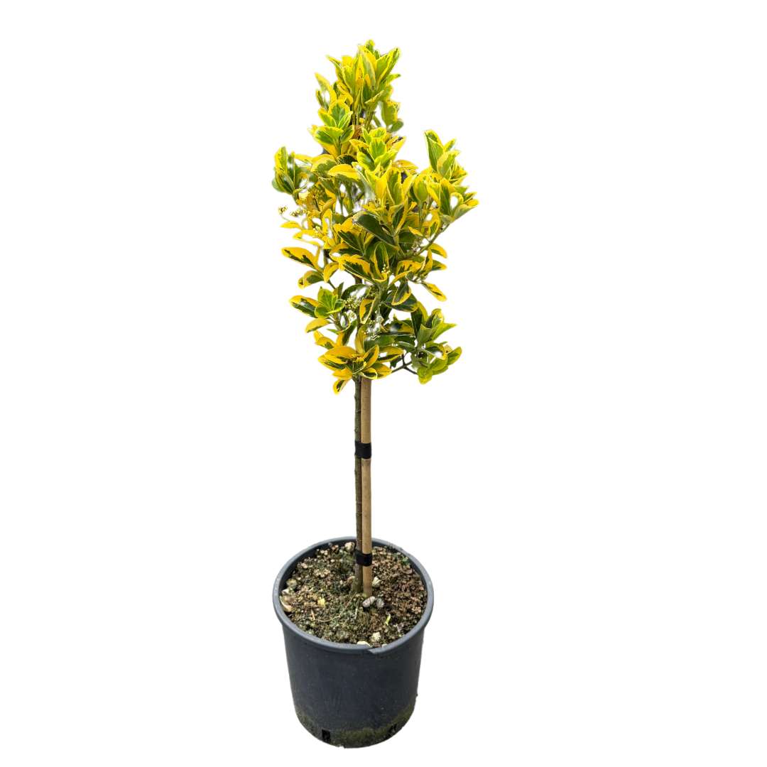 Bršlen na kmienku – euonymus japonicus aurea | záhradníctvo garden team Bršlen na kmienku euonymus japonicus aurea