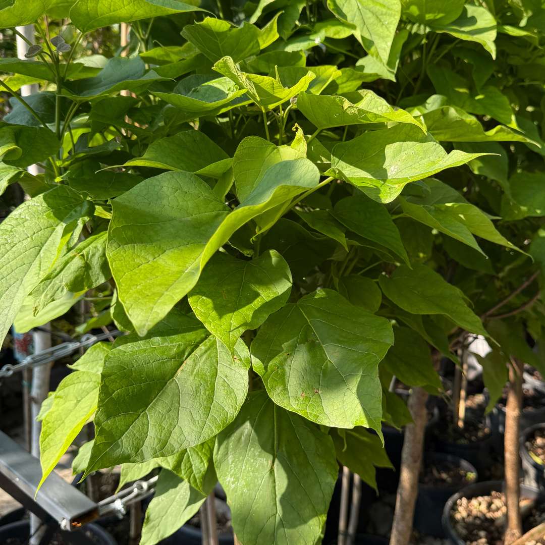 Katalpa bignóniovitá listy | záhradníctvo garden team Katalpa bignóniovitá listy