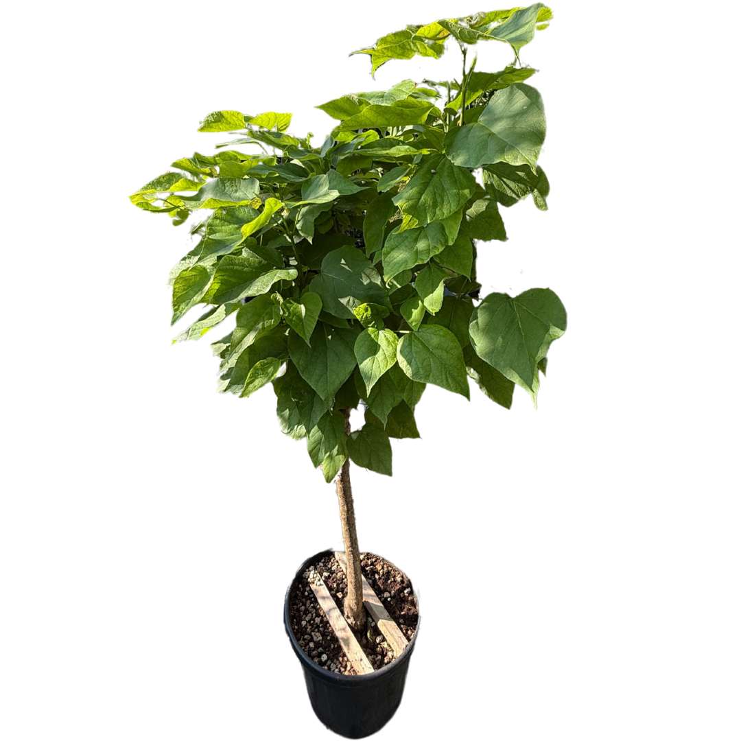 Katalpa bignóniovitá nana | záhradníctvo garden team Katalpa bignóniovitá nana