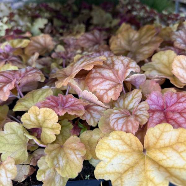 Heuchera champagne