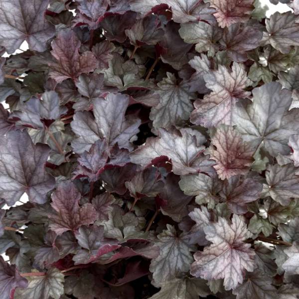 Heuchera Milan