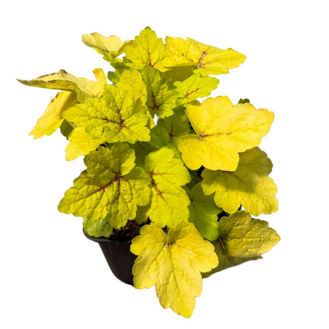 Heuchera stoplight listy | záhradníctvo garden team Heuchera stoplight listy