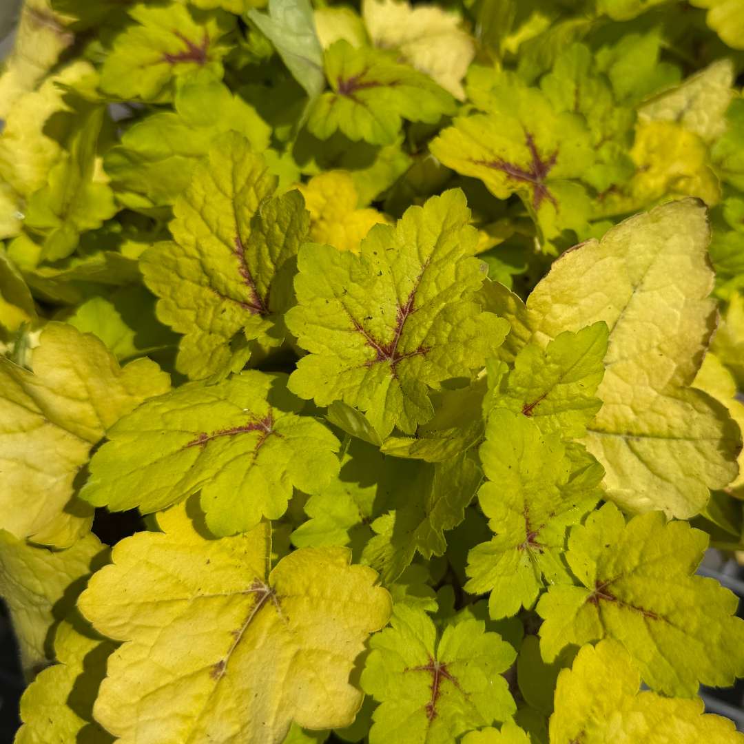 Heuchera stoplight | záhradníctvo garden team Heuchera stoplight