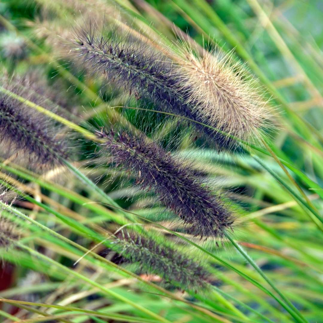 Perovec psiarkovitý moudry | záhradníctvo garden team Perovec psiarkovitý moudry