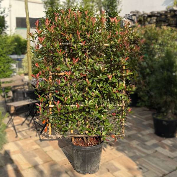 Červienka Photinia fraseri Robusta Compact (špalier)