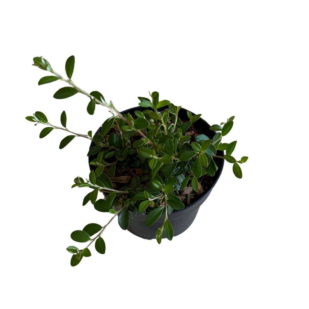 Skalník dammerov coral beauty - cotoneaster dammeri v kvetinači | záhradníctvo garden team Skalník dammerov coral beauty cotoneaster dammeri v kvetinači