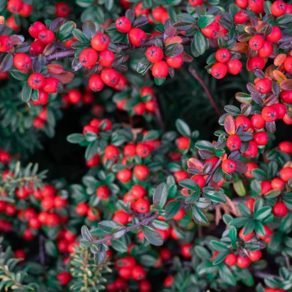 Skalník Dammerov Coral Beauty plody