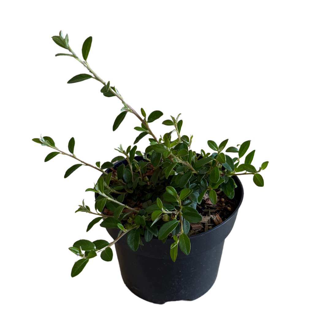 Skalník dammerov coral beauty - cotoneaster dammeri | záhradníctvo garden team Skalník dammerov coral beauty cotoneaster dammeri