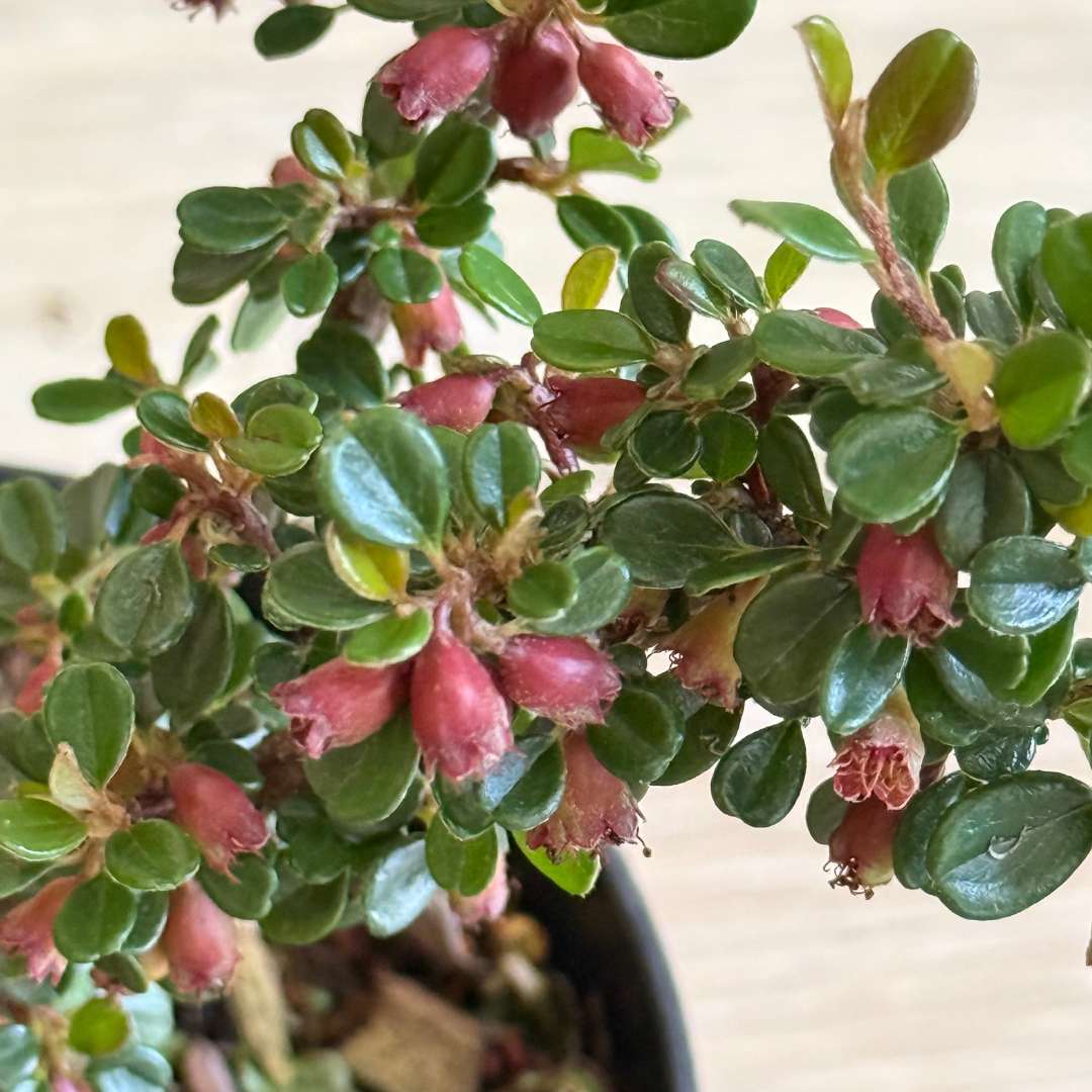 Skalník dammerov schneiden - cotoneaster dammeri | záhradníctvo garden team Skalník dammerov schneiden cotoneaster dammeri