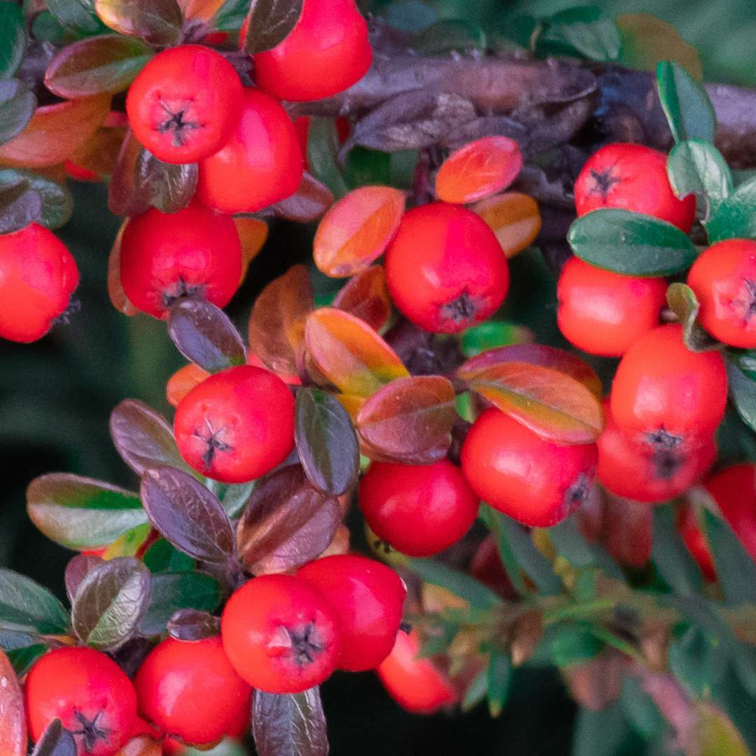 Skalník dammerov schneiden - cotoneaster dammeri plody | záhradníctvo garden team Skalník dammerov schneiden cotoneaster dammeri plody
