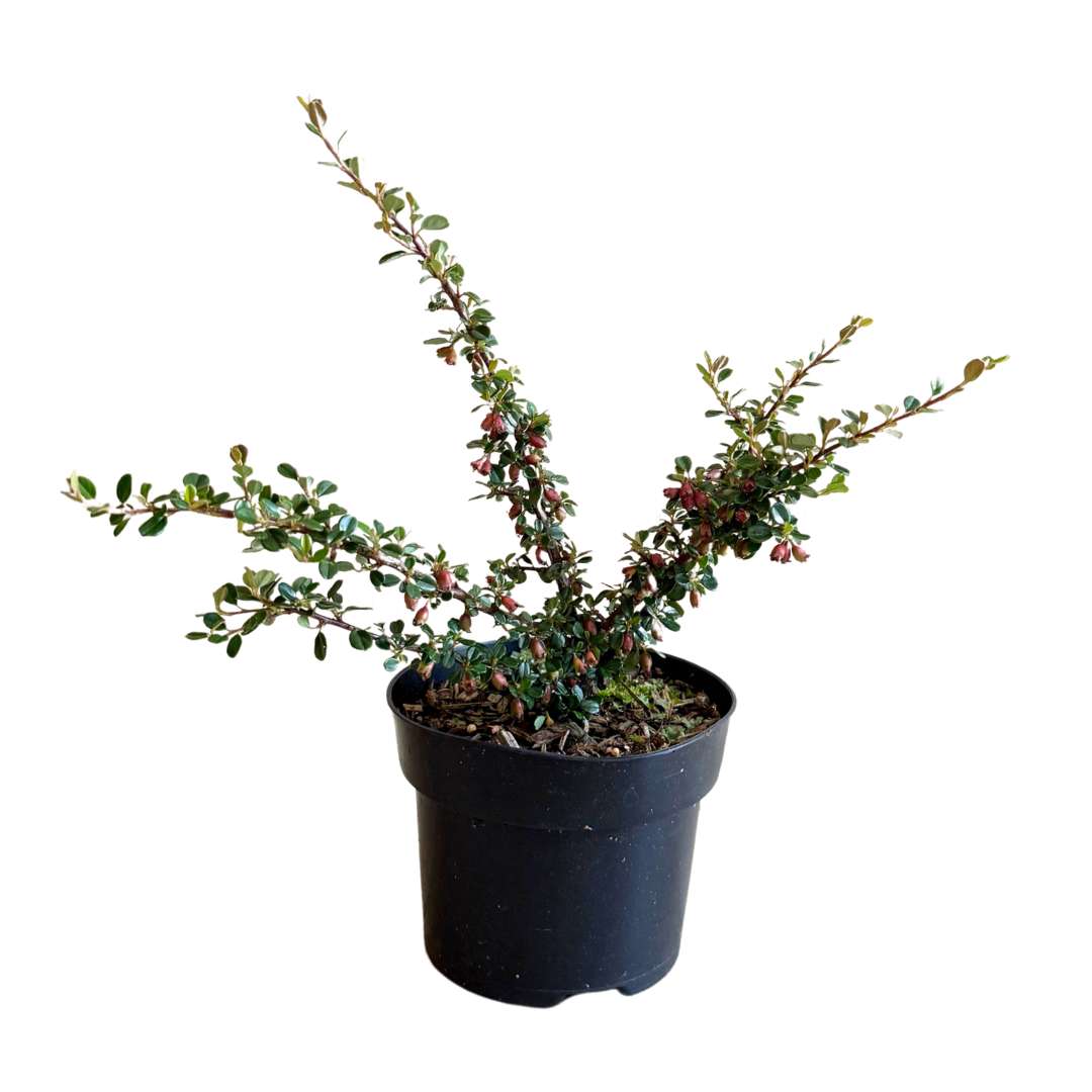 Skalník dammerov schneiden - cotoneaster dammeri v kvetináči | záhradníctvo garden team Skalník dammerov schneiden cotoneaster dammeri v kvetináči