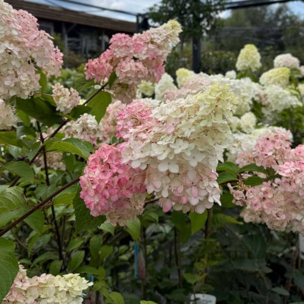 Hortenzia metlinatá vanille fraise na kmienku | záhradníctvo garden team Hortenzia metlinatá vanille fraise na kmienku