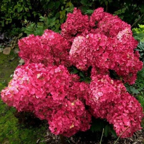 Hortenzia metlinatá Wims Red