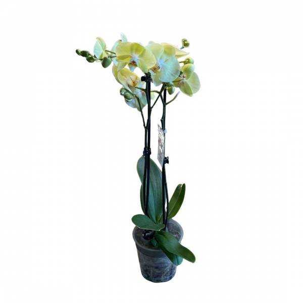 Orchidea motýľokvetá