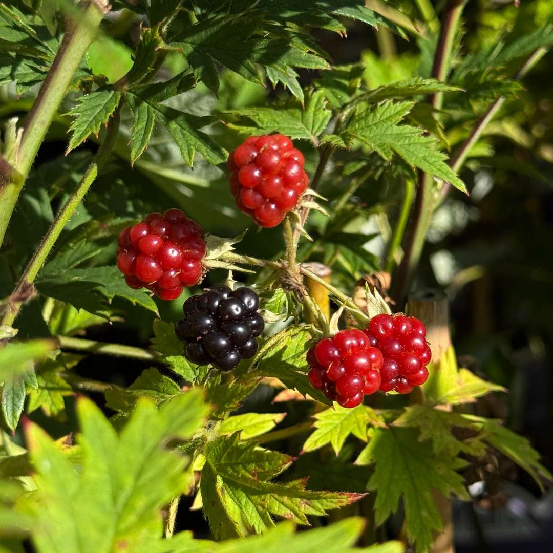 Ostružina černicová beztŕňová – rubus fruticosus navaho | záhradníctvo garden team Ostružina černicová beztŕňová rubus fruticosus navaho