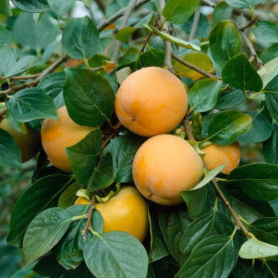 Hurmi kaki ragno | záhradníctvo garden team Hurmi kaki ragno