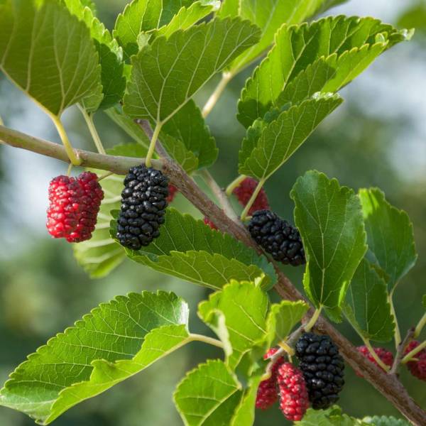 Moruša kríková BonBonBerry Mojo Berry