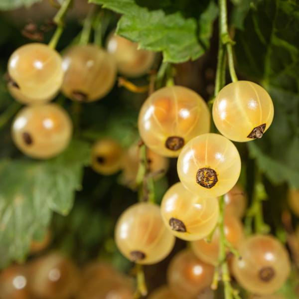 Ríbezľa Weisse Versailler biela kríková